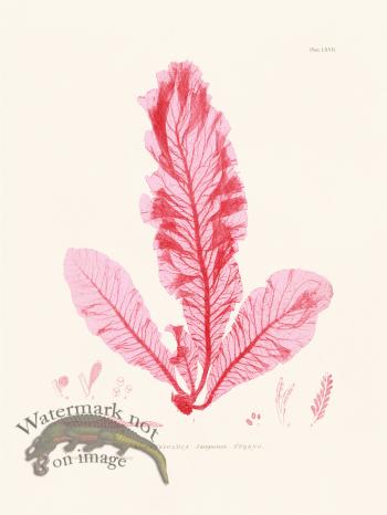 Bradbury Seaweed 067